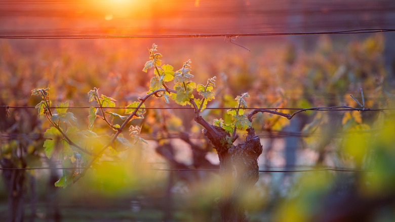 Close up photo of vineyards in South Moravia, Czechia, with the sun setting in the background