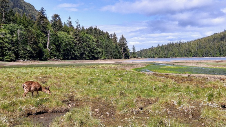 A deer grazes on grass in a remote meadow surrounded by trees at Gwaii Haanas National Park Preserve.