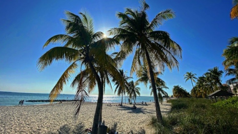 Bright sunny day with blue skies on Boca Chica Beach with palm trees front and center.