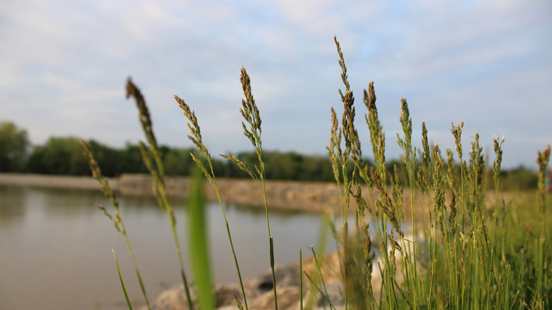 Harrison Lake as seen through tall grass in Harrison Lake State Park, Fayette, Ohio