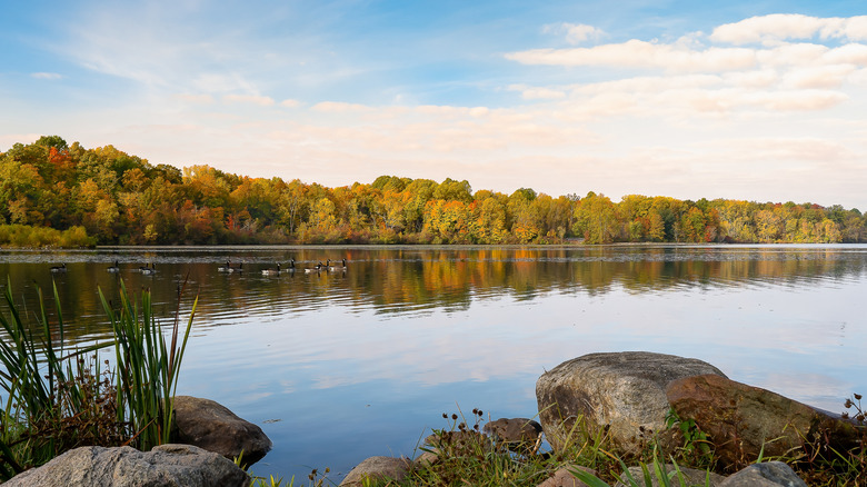 View of the lake, geese, and surrounding trees and rocks at Kiser Lake State Park in Ohio