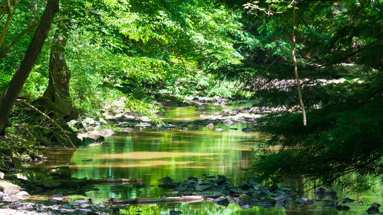 View of Turkey Creek, located in the Shawnee State Park, Friendship, Ohio