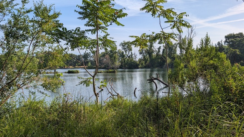 Lodi Lake Wilderness Area