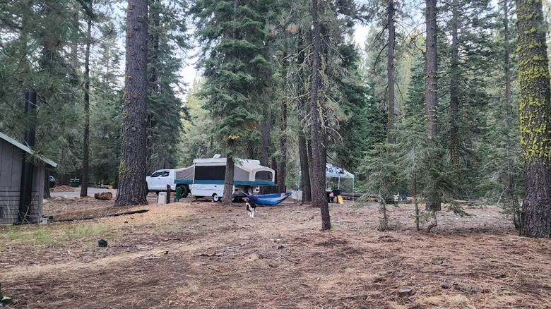 A forested campsite at Pass Creek Campground.