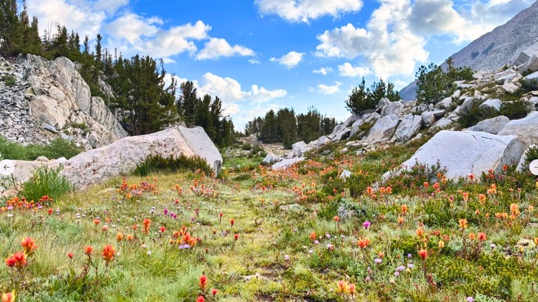 Colorful wildflowers fill a green meadow between granite mountains lined with alpine trees in Little Lakes Valley of the Eastern Sierra Nevadas
