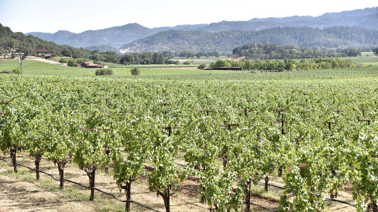 A vast green vineyard at the Charles Krug winery in Napa Valley with rolling hills in the background.