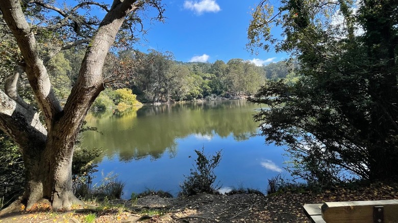 A view of tree-lined Lake Anza from a trail at Tilden Regional Park, Berkeley, California.