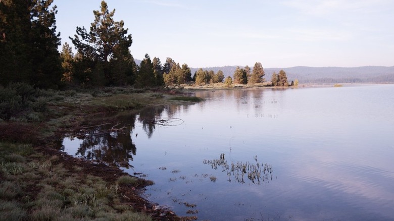 View of Lake Davis from shore, with pine trees on an inlet and marsh grass rising from lake