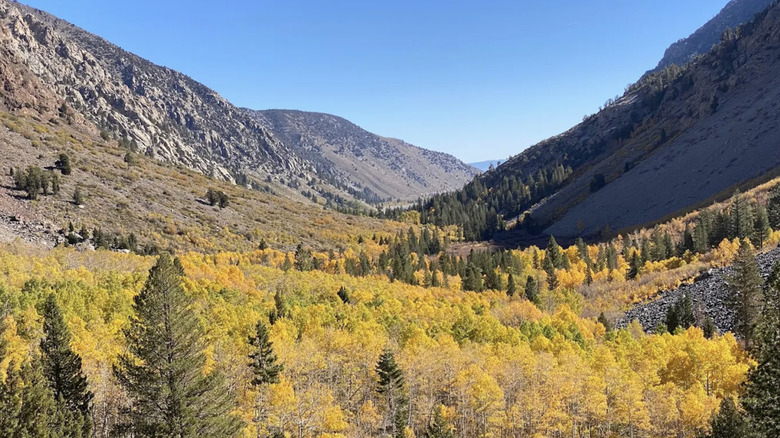 Forested valley with yellow aspen trees.