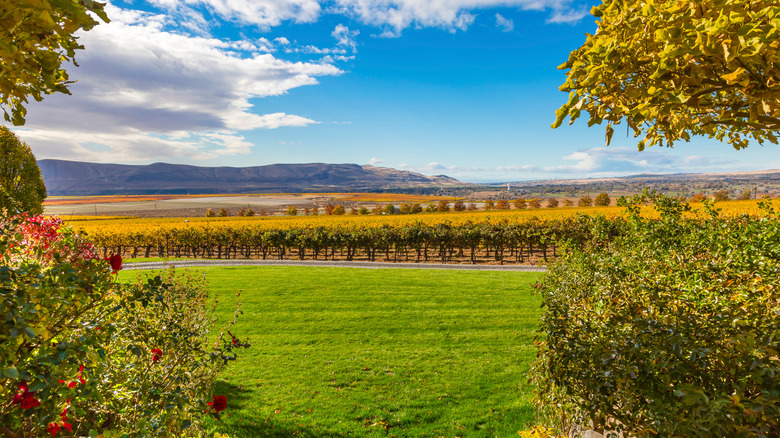 A picturesque view of a vineyard in Red Mountain AVA in Washington, with a blue sky and the hills in the distance