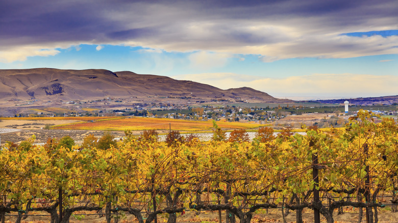 Vineyard outside Benton with the Red Mountains in the background