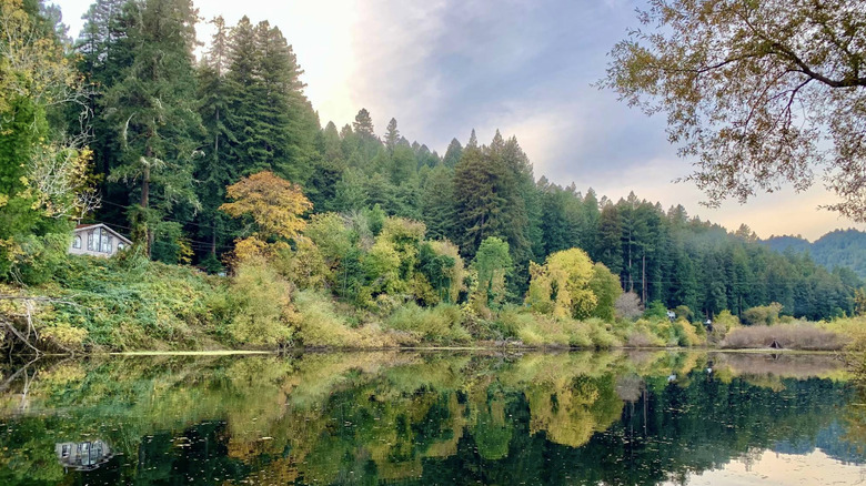 Evergreen trees and small cabin alongside the Russian River in California.