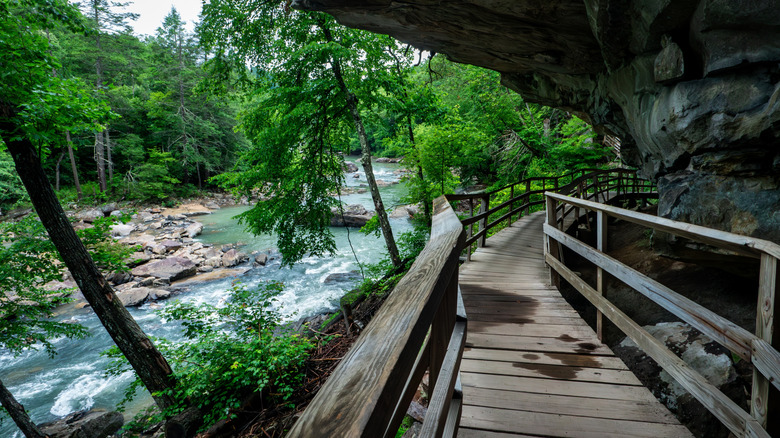 Alum Cave Trail's boardwalk in Audra State Park, West Virginia