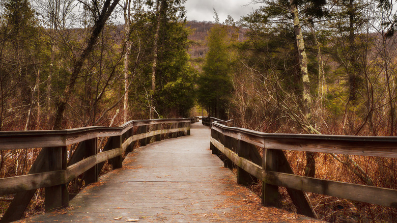 The boardwalk trail at the Labrador Hollow Unique Area
