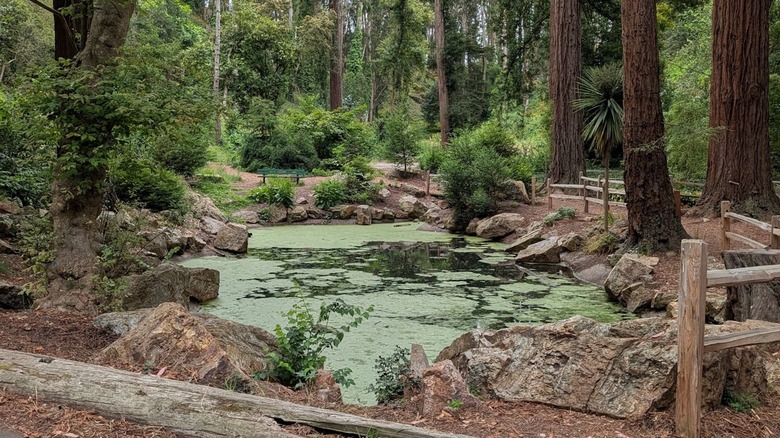 Rock-lined pond covered with green aquatic plants and surrounded by woodland at Sigmund Stern Recreation Grove, California