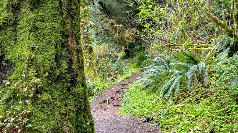 Mossy trees on Giant Spruce Trail at Cape Perpetua in Oregon's Siuslaw National Forest