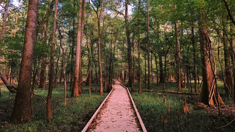 Boardwalk through forest in Congaree National Park in South Carolina