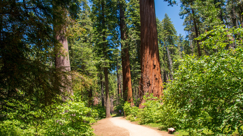 Hiking trail through Calaveras Big Trees State Park in California