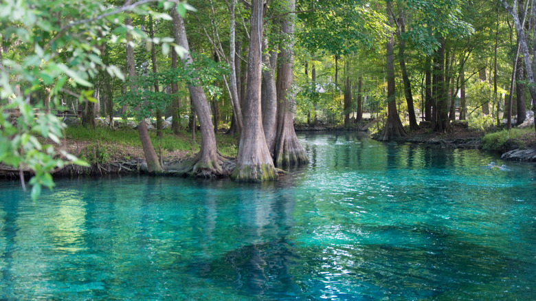 Blue waters and green foliage in Florida's Ocala National Forest