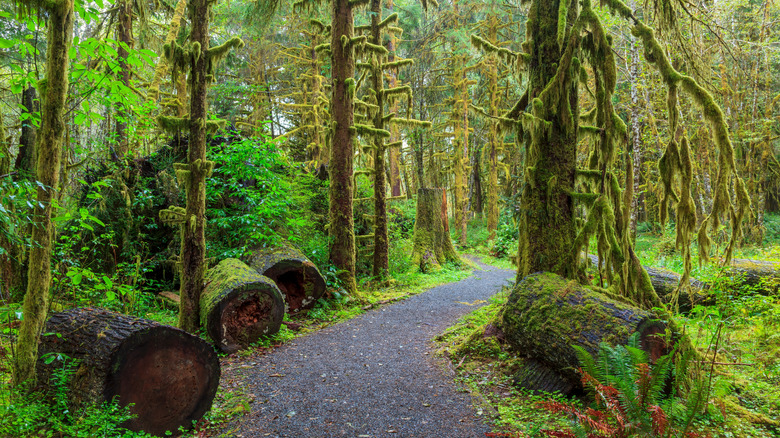 Trail winds through mossy Quinault Rainforest