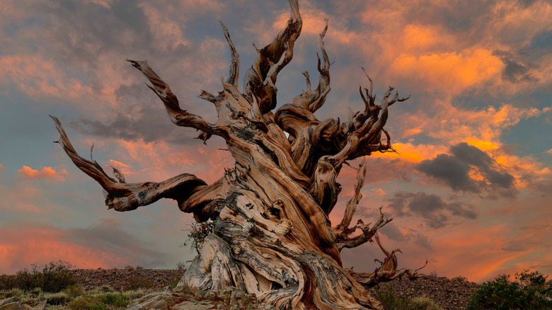 Methuselah, oldest living tree in California's Bristlecone Pine Forest