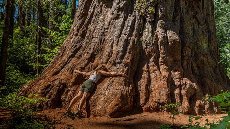woman hugs giant sequoia at Calaveras Big Trees State Park in California
