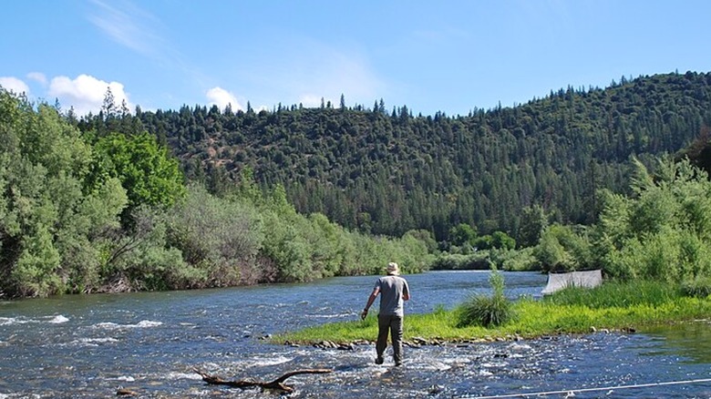 A man walking in the Klamath River toward a treelined mountain in Six Rivers National Forest, California