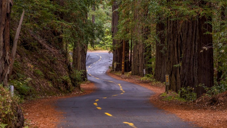 Picture of the roadway leading through Mailliard Redwoods State Natural Reserve