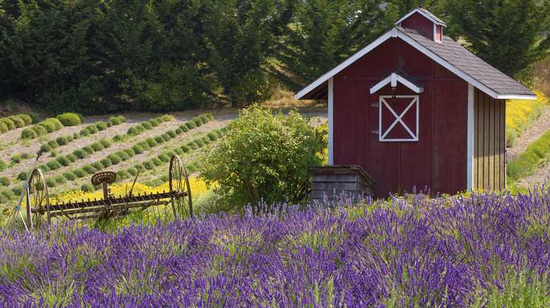 A farm shed and lavender in a bright green field in Sequim, Washington