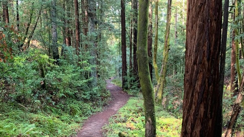 Trail in the Phleger Estate