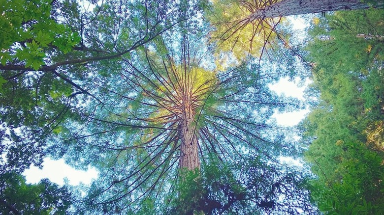 Tree canopy in Phleger Estate