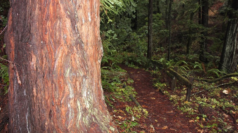 A large trunk of a redwood tree on the left and a wooded trail on the right.