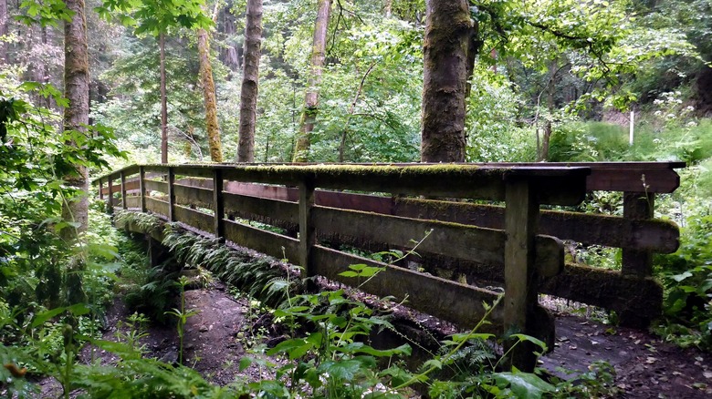 A wooden footbridge crosses a stream in the forest.