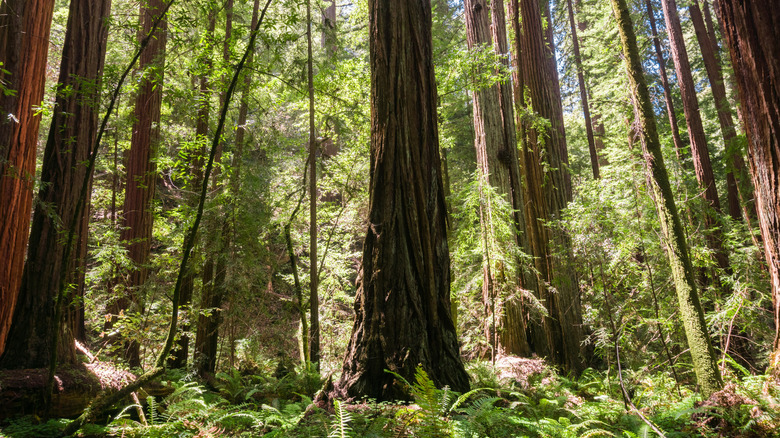 Massive redwood trees in Pescadero Creek County Park