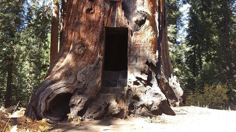 Hercules Tree with door opening