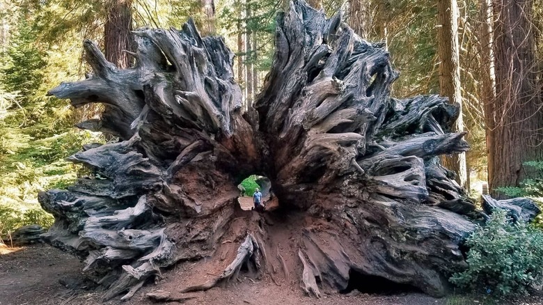 Fallen tree in Mountain Home Grove in Balch Park, CA.
