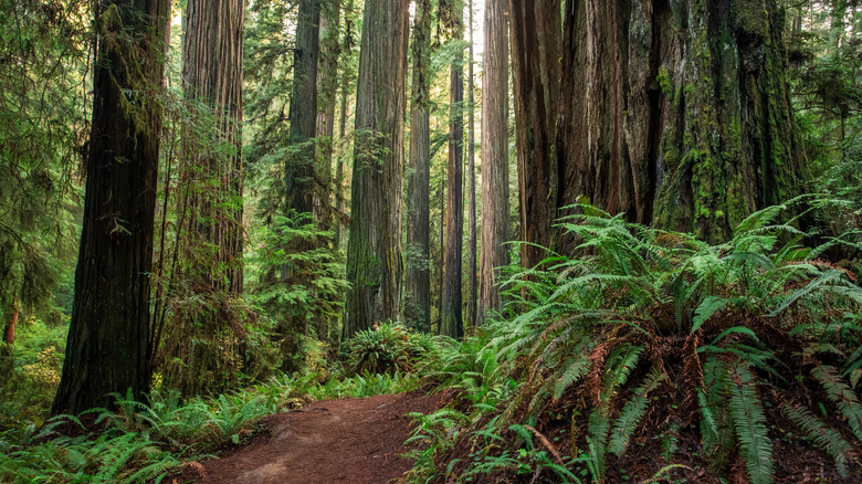 Redwood trees in California