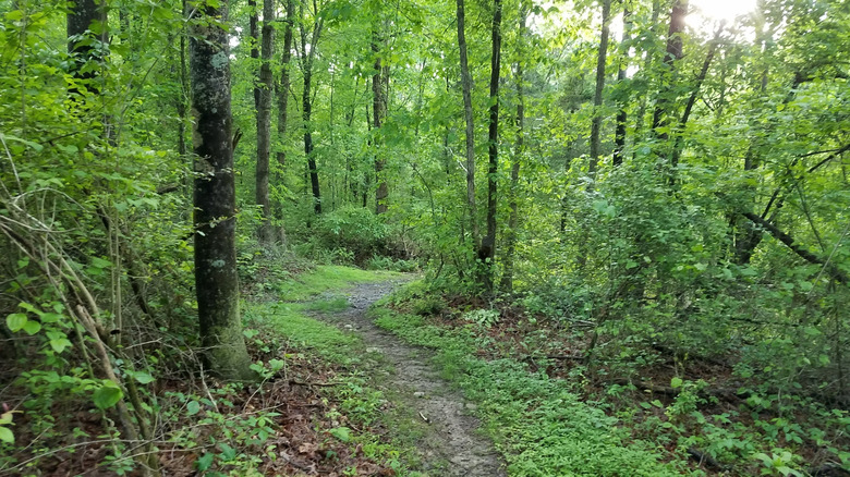 a rough trail in Big Gem Park winds through undeveloped forest land