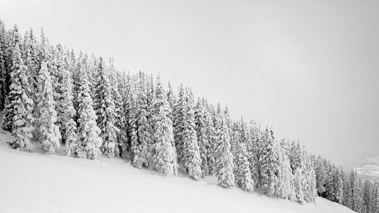 A snowy slope in Steamboat Springs, CO