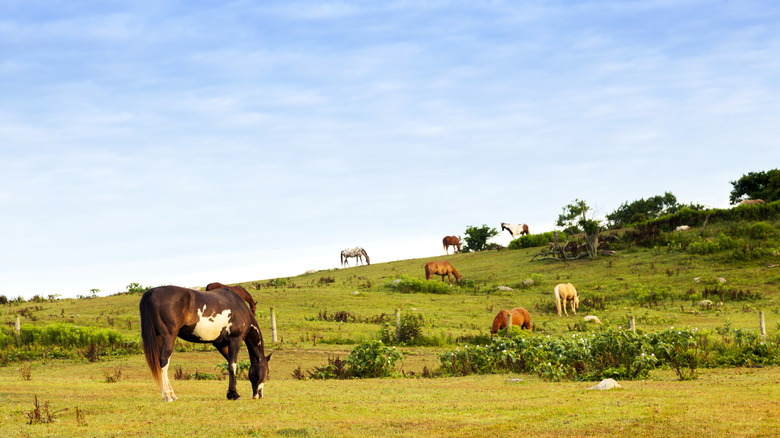 View of horses grazing at Deep Hollow Ranch