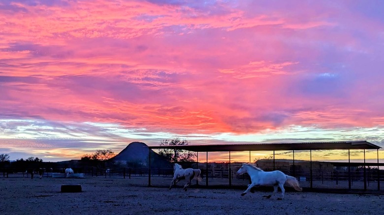 A winter sunset of pink and orange over the horse paddock at White Stallion Ranch in Tucson Arizona