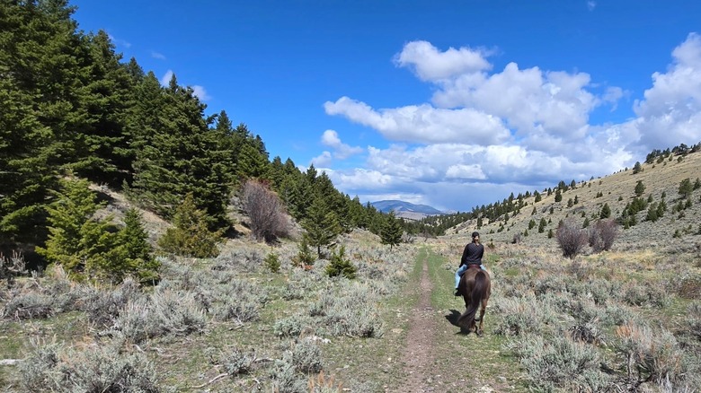 A woman rides a horse through rolling hills dotted with evergreen at Rocking Z Guest Ranch
