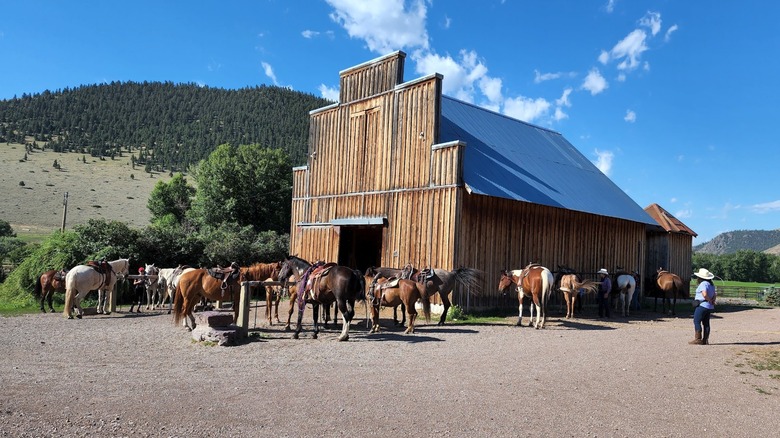 A large herd of horses gathers outside a barn at Rocking Z Guest Ranch