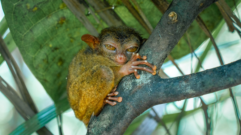 A tarsier clings to a tree at a sanctuary in Bohol