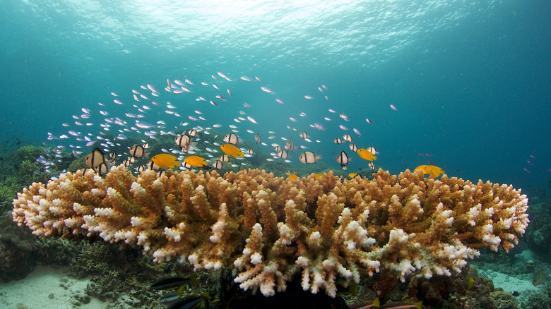 Fish and a coral reef underwater in Panglao just beside Bohol, Philippines