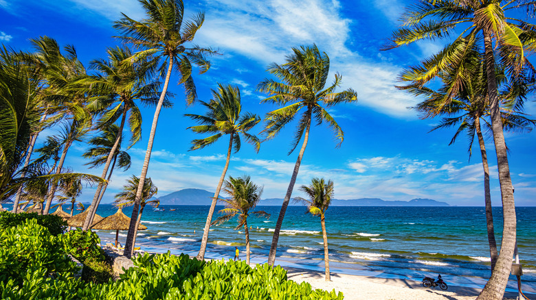 Palm trees on Doc Let Beach near Nha Trang, Vietnam