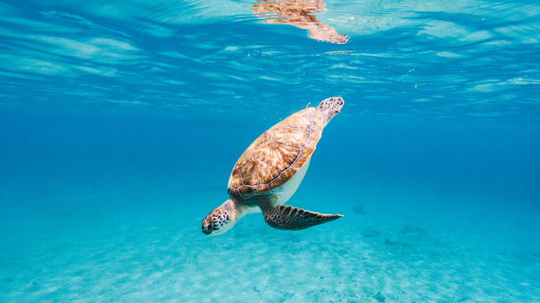A green sea turtle swims in shallow, crystal clear blue waters off the beach in Turks and Caicos