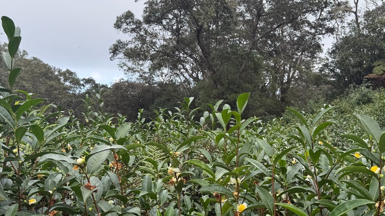 Close-up view of tea plants at Mauna Kea Tea Farm