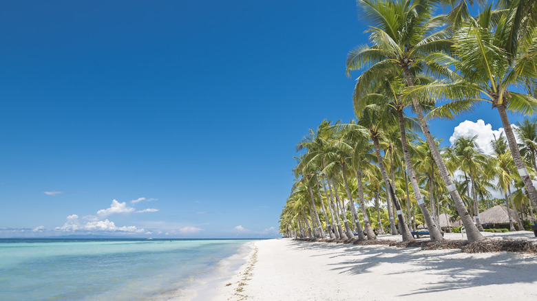 An empty white-sand beach lined with palm trees against blue skies