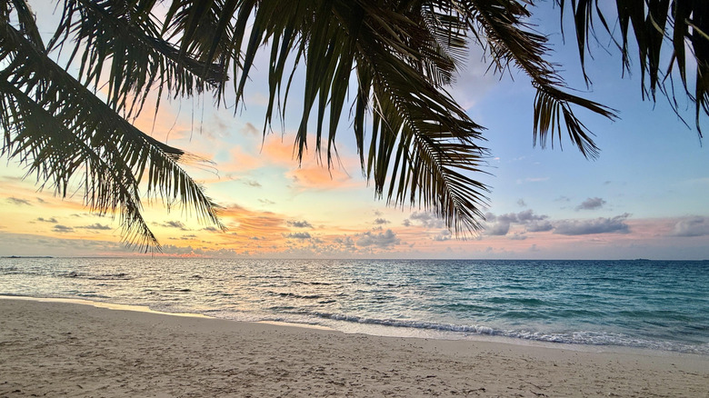 Sunset over the sands of Dhigurah Island in the Maldives, palm tree framing the horizon